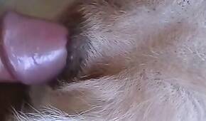 Bestiality porn video